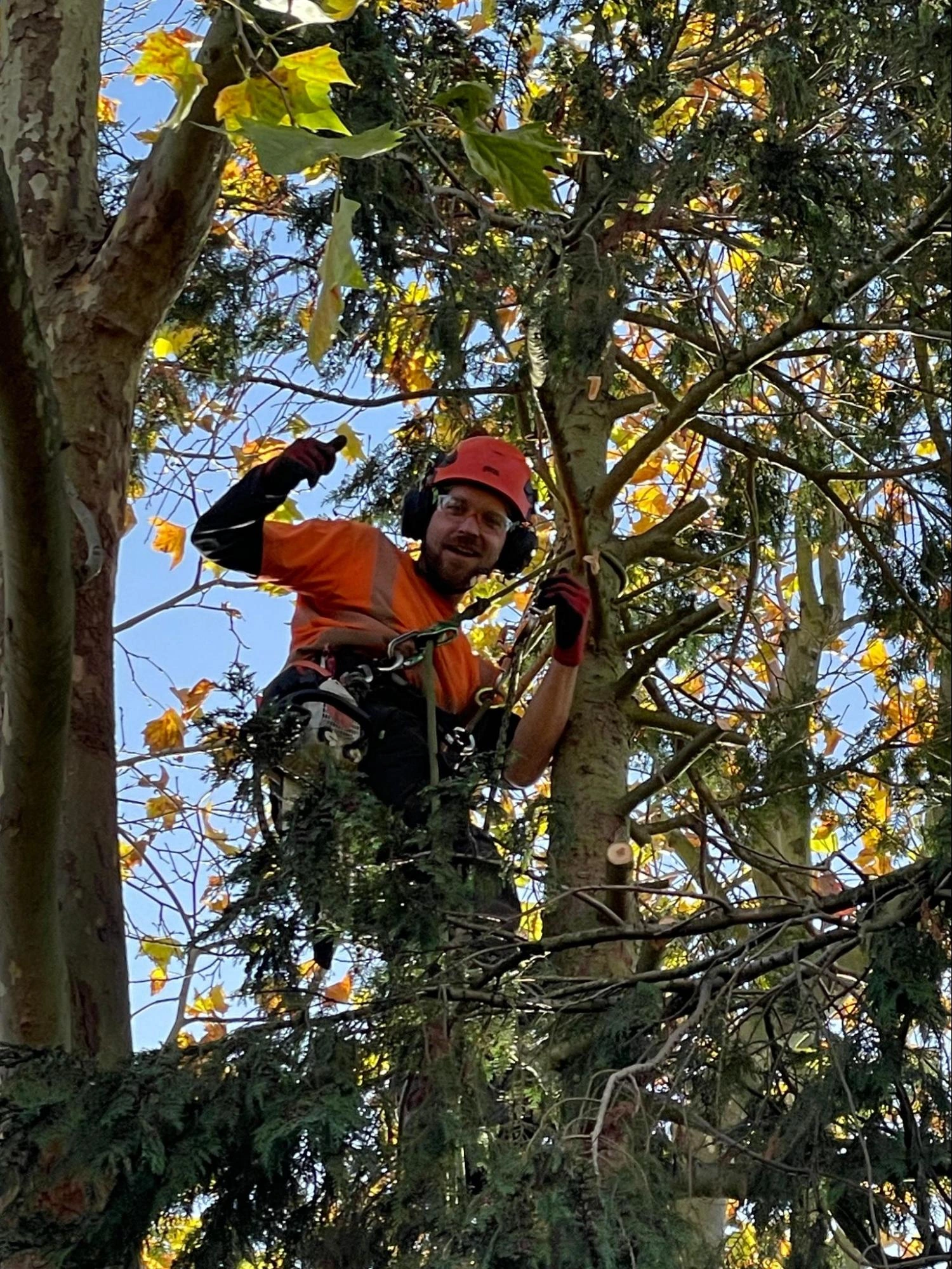 Chigwell Tree Care Experts